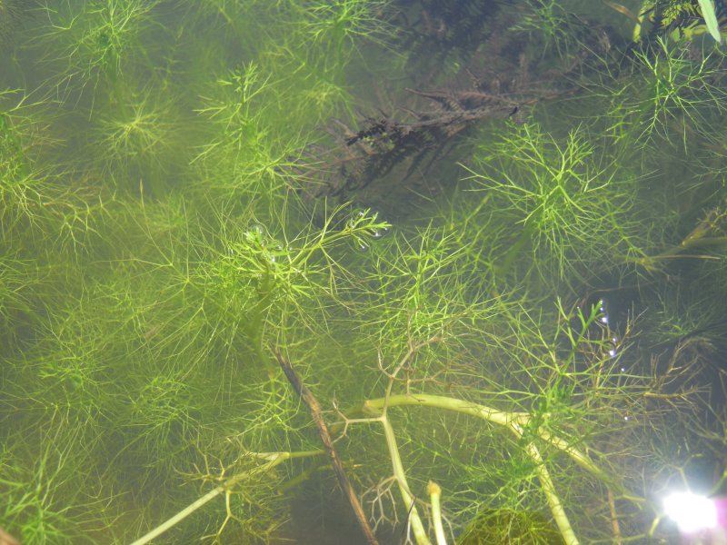 Ranunculus peltatus / Ranuncolo peltato